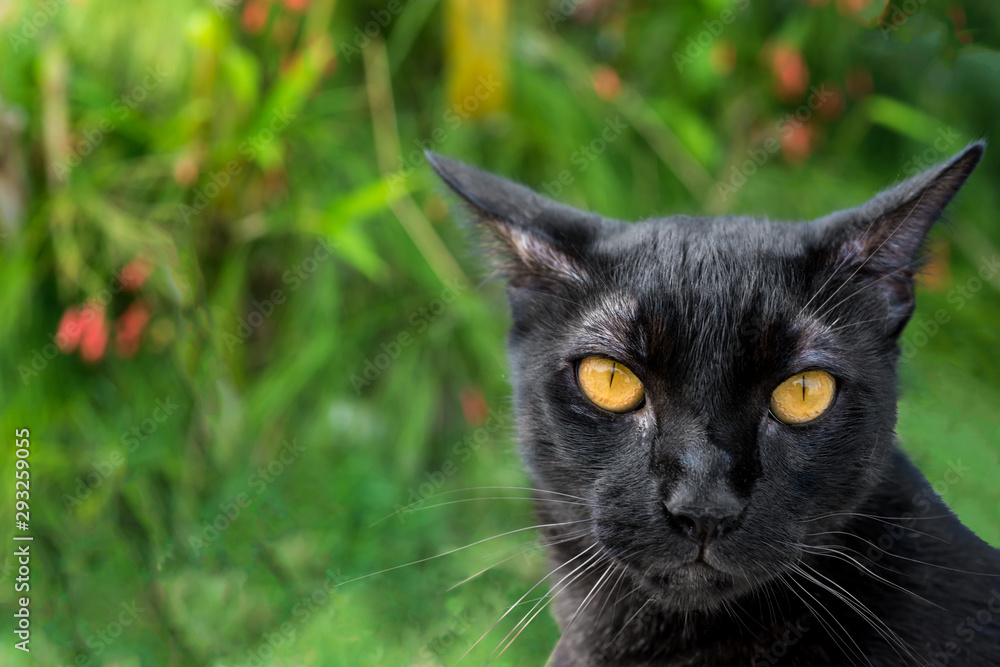Black Cat in garden