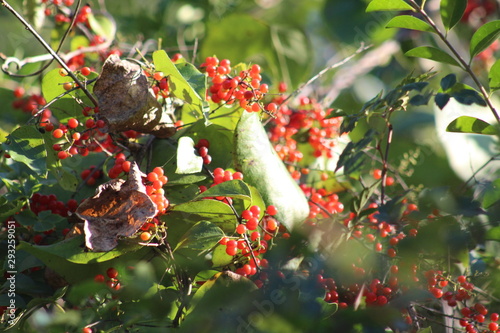 red berries in the snow