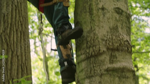Man wearing spikes / spurs and a tree climbing harness scales a tree in forest