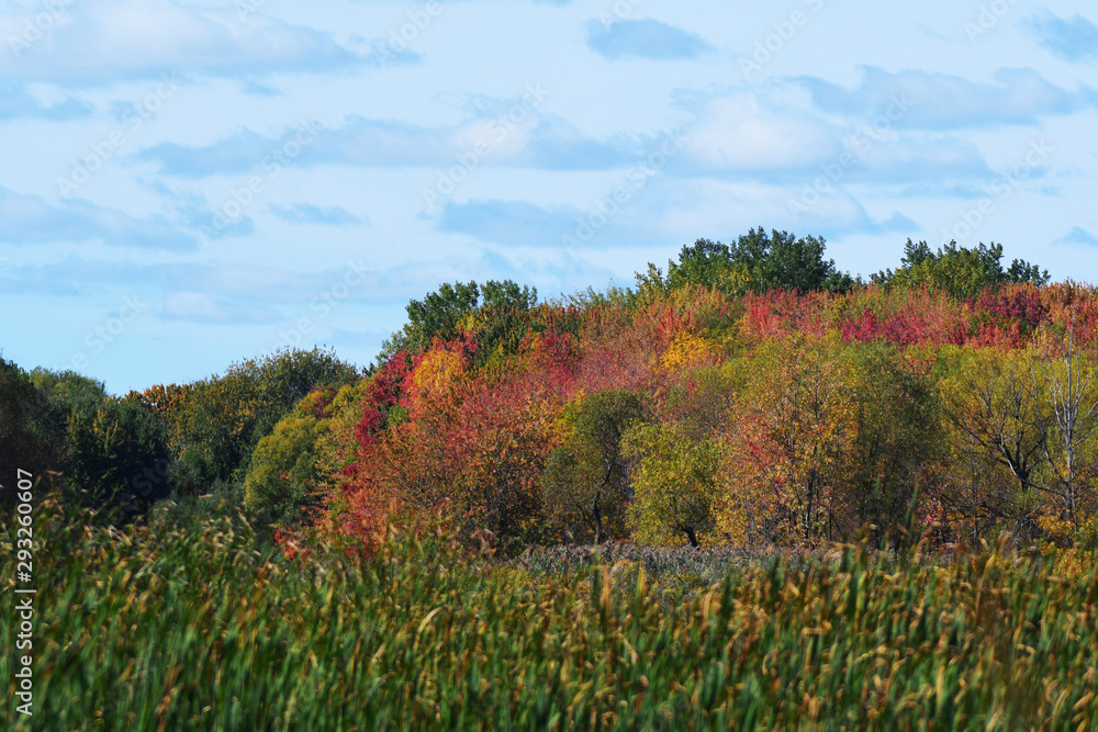 Fototapeta premium Colorful autumn foliage over blue sky with clouds