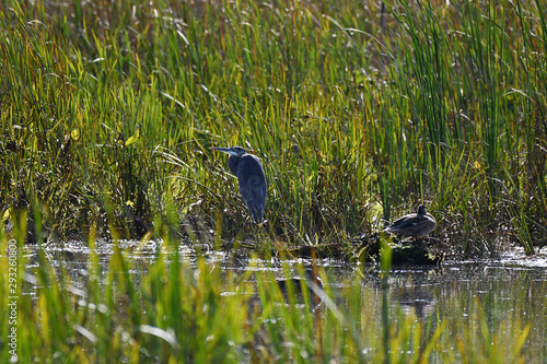 Blue Heron fishing in a pound, with a mallard duck nearby