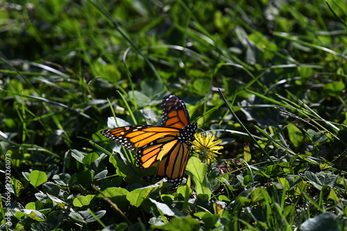 Beautiful Monarch butterfly on grass © Switch Lab