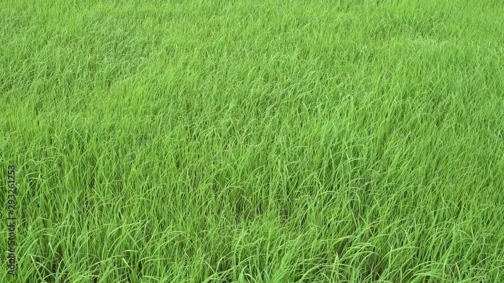Green rice fields before harvesting. Green rice fields before harvesting.