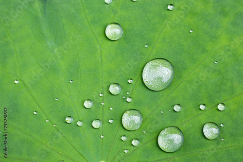 Water droplets on the lotus leaf