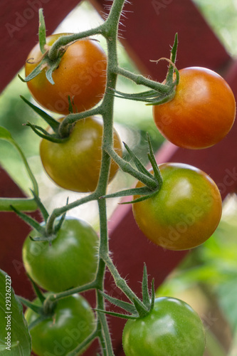 A bunch of sweet hybrid variety non GMO organic grown home garden heirloom cherry tomatoes ripening 100 from red to green on the vine