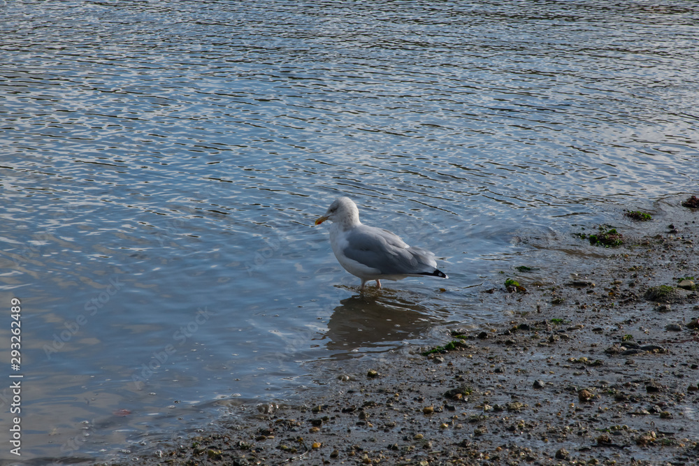 A gull wading on the shore, Fowey, Cornwall A gull wading on the shore, Fowey, Cornwall