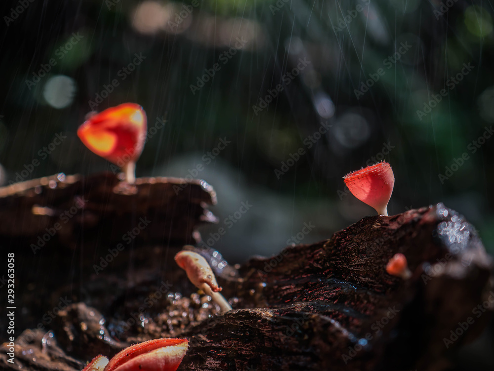 Take a picture of a cute mushroom in the forest. Take a picture of a cute mushroom in the forest.