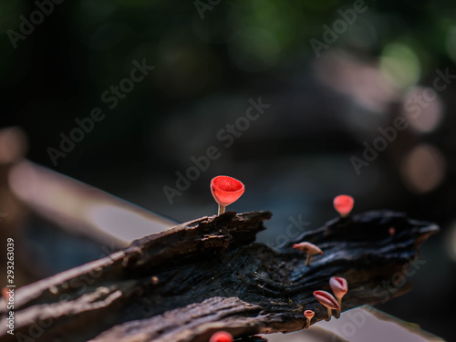 Take a picture of a cute mushroom in the forest. © KUNVEE
