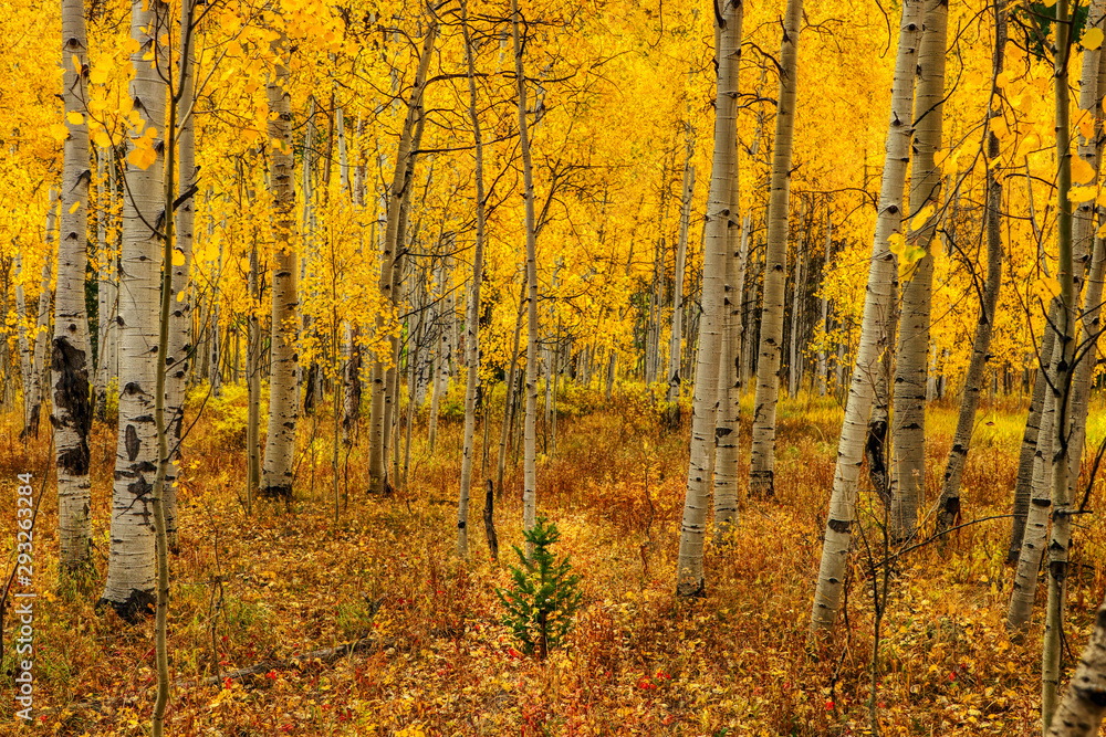 Obraz premium Colorado Aspen Trees