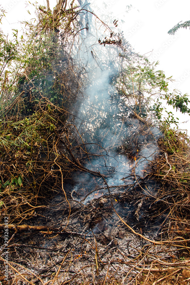 Forest fire. fallen tree is burned to the ground a lot of smoke when wildfire Forest fire. fallen tree is burned to the ground a lot of smoke when wildfire