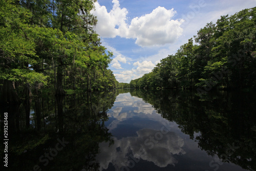 Fisheating Creek  Florida on calm early summer afternoon with perfect reflections of Cypress Trees and clouds on tranquil water.