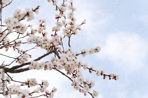 Beautiful white branches of a blooming apricots in the spring in the background blue sky © yelantsevv