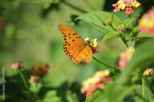 beatiful orange monarch butterfly on a flower close up