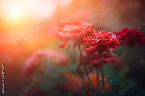 Fototapeta Piękny czerwonych róż i rosy z promieni słonecznych rano, po lewej stronie miejsca na tekst.