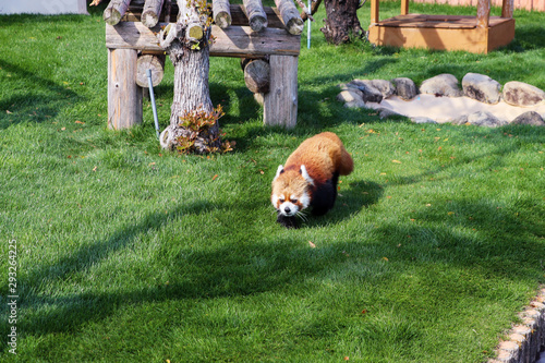 緑の芝生の上で動き回るレッサーパンダ photo