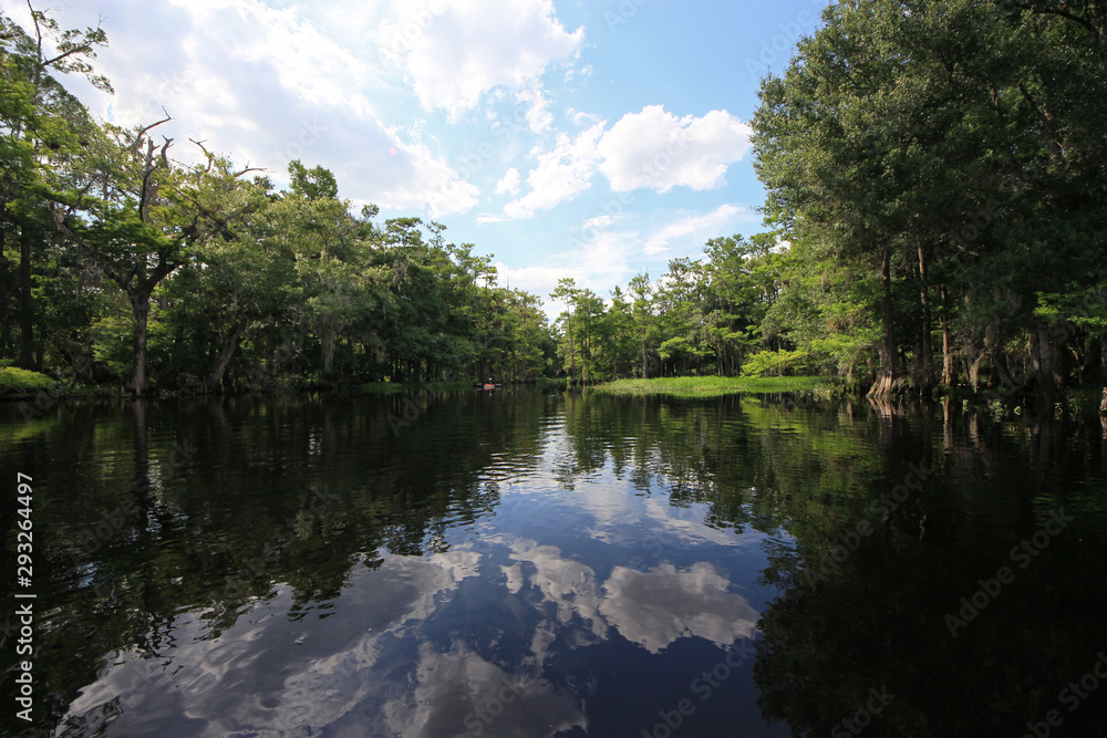 Fisheating Creek, Florida on calm early summer afternoon with perfect reflections of Cypress Trees and clouds on tranquil water.