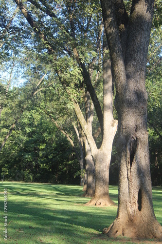 tree in the park
