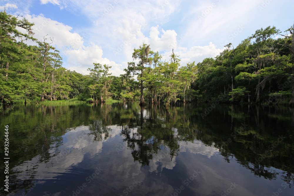 Fisheating Creek, Florida on calm early summer afternoon with perfect reflections of Cypress Trees and clouds on tranquil water.