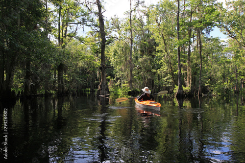 Female kayaker on Fisheating Creek, Florida on calm early summer afternoon amidst Cypress Trees reflected on creek. © Francisco
