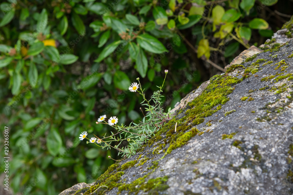 Tiny daisies growing on an old wall in Cornwall Tiny daisies growing on an old wall in Cornwall