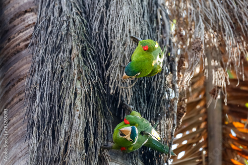 Close up of two Red-bellied Macaws climbing headfirst in palm tree strands, San Jose do Rio Claro, Mato Grosso, Brazil photo