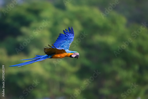 Blue-and-yellow macaw in flight to the right against defocused forest background, San Jose do Rio Claro, Mato Grosso, Brazil