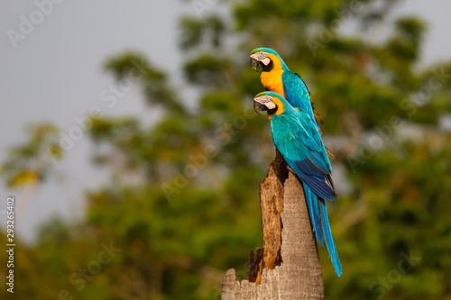 Two Blue-and-yellow macaw perching together on a palm tree stump ,looking to the left, side view, against green defocused natural background, Amazonia, San Jose do Rio Claro, Mato Grosso, Brazil photo