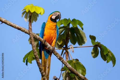 Photography Close up of an endangered Blue-and-yellow macaw sitting on a tree branch against