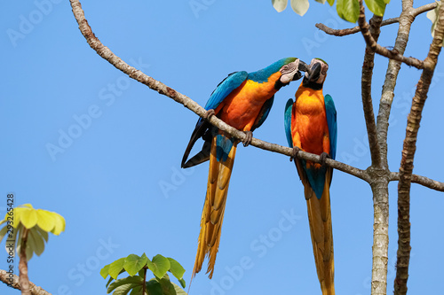 Two beautiful Blue-and-yellow macaws close together perching on a branch of a tree against blue sky, heads together, nibbling, Amazonia, San Jose do Rio Claro, Mato Grosso, Brazil