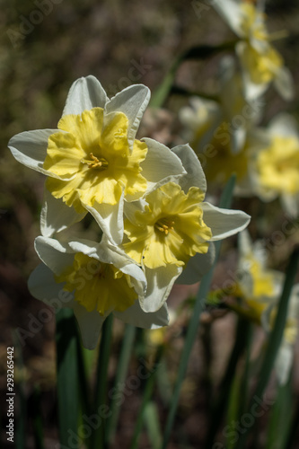 daffodils in the garden