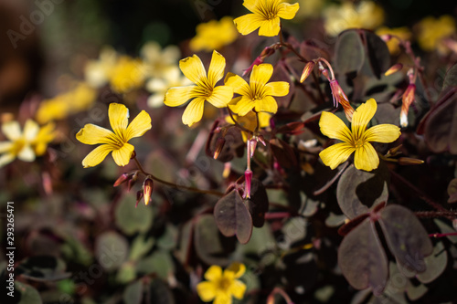 yellow flowers