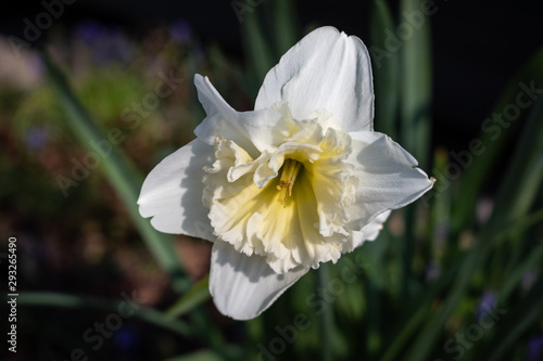 daffodil in the garden