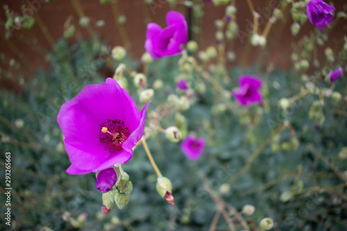pink flowers in the garden
