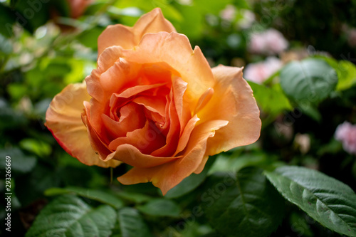 peach rose in garden