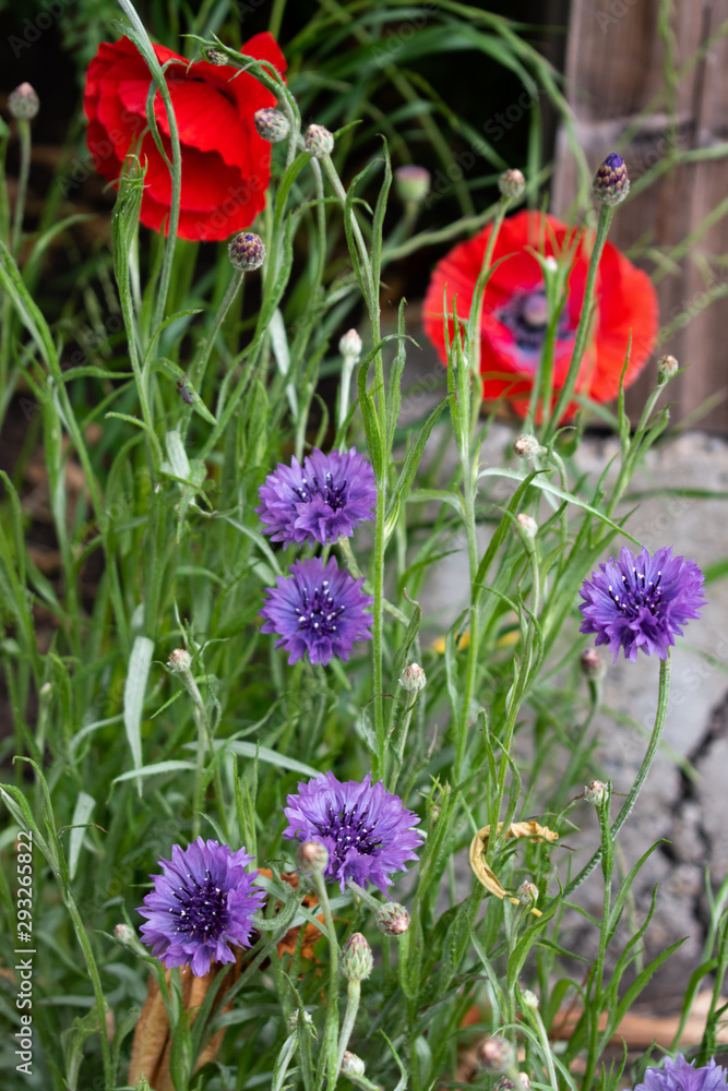 Fototapeta premium poppies and cornflowers