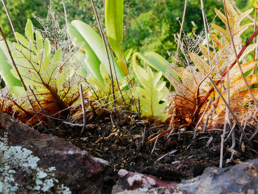 basket fern growing on rock in rain forest basket fern growing on rock in rain forest