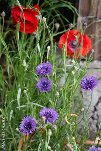 poppies and cornflowers