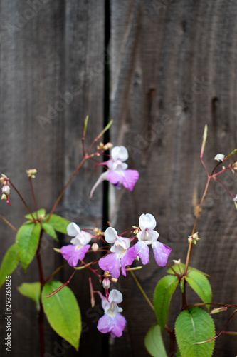 pink and white flowers against a wood fence