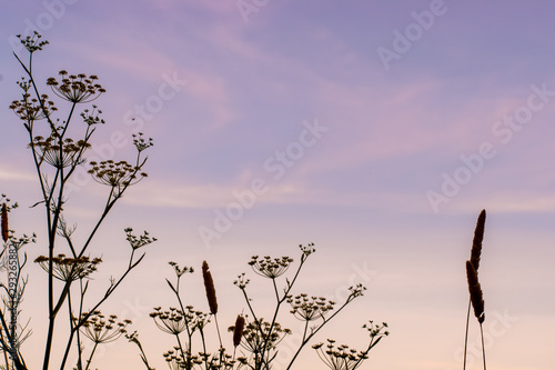 silhouette of flowers and grass in sunset