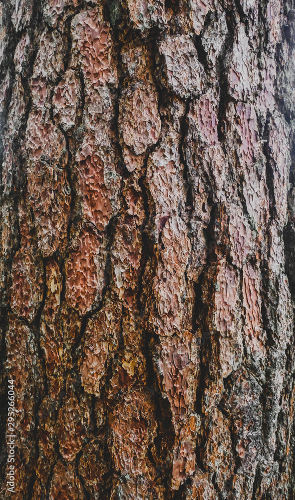 Close up texture background of pine bark tree Close up texture background of pine bark tree