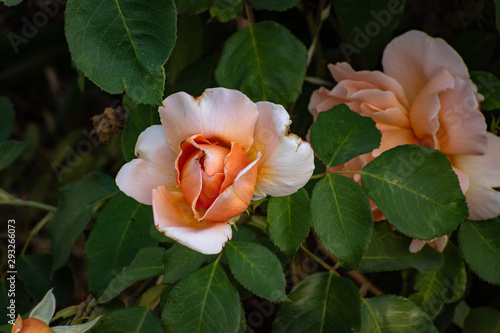 pink rose in the garden
