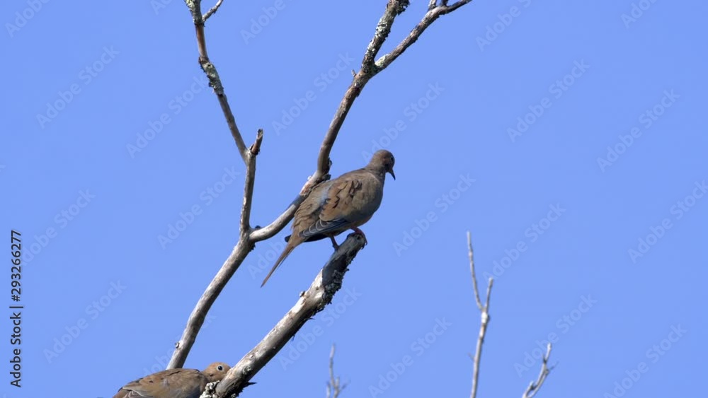 Backside view of a mourning dove on a leafless branch. Closeup. 25 sec/24 fps. 40% speed. Clip 2 Backside view of a mourning dove on a leafless branch. Closeup. 25 sec/24 fps. 40% speed. Clip 2
