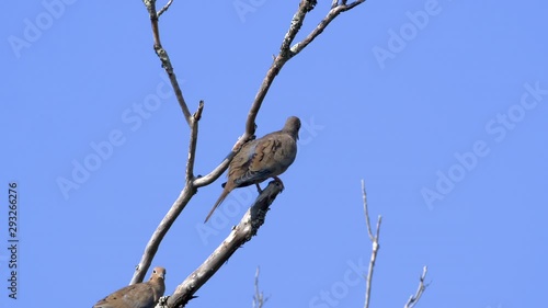 Backside view of a mourning dove on a leafless branch. Closeup. 10 sec/60 fps. Original speed. Clip 2 photo