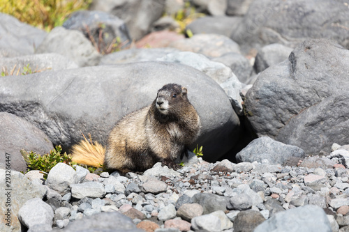 A hoary marmot sitting in front of its den in Mt Rainier National Park