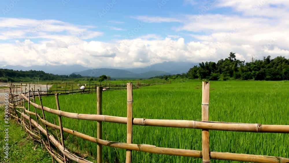 A beautiful landscape with blue sky and green paddy field. It is taken in a village in India. A beautiful landscape with blue sky and green paddy field. It is taken in a village in India.