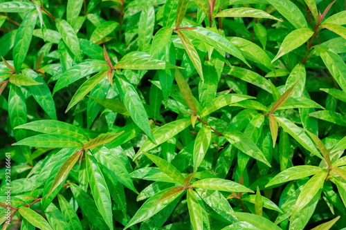 Fresh green leaves pattern of Justicia Gendarussa Burm  Polygala Chinensis Linn  are growing in the herb garden