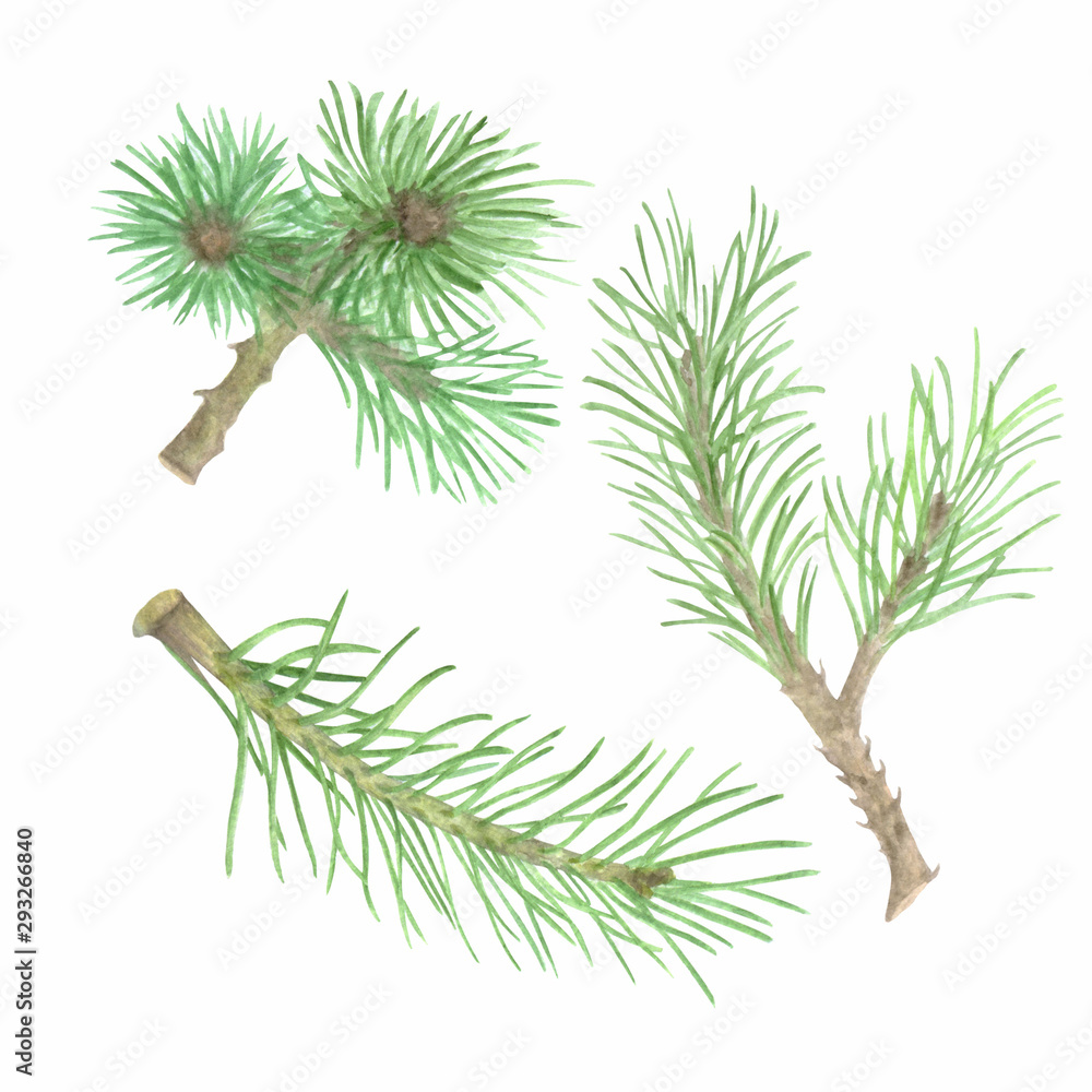 Watercolor spruce branches and cones Watercolor spruce branches and cones