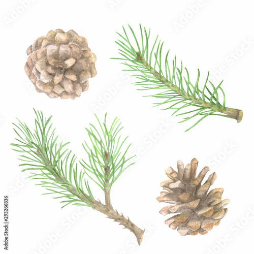 Fototapeta Naklejka Na Ścianę i Meble -  Watercolor spruce branches and cones