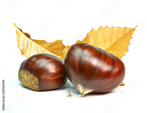 chestnut or chusnut with dry leaves isolated photo