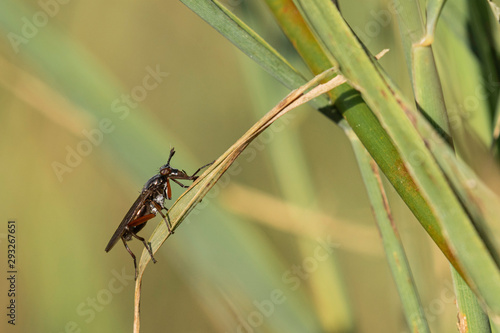 Wallpaper Mural Insecte. Torontodigital.ca